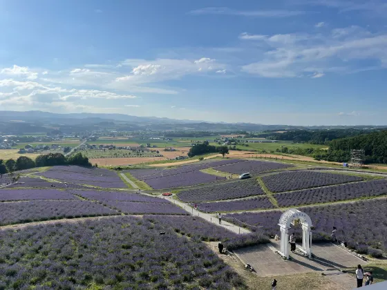 Hinode Park Lavender Garden, photo 3