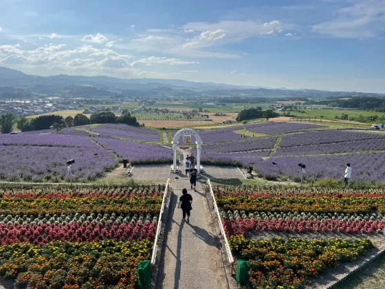 Hinode Park Lavender Garden, photo 4