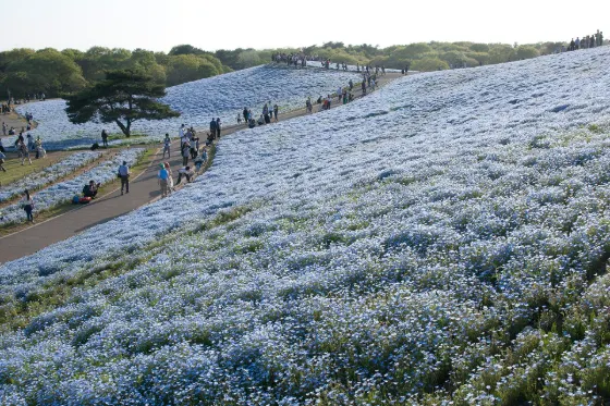 Hitachi Seaside Park (Ibaraki), photo 2