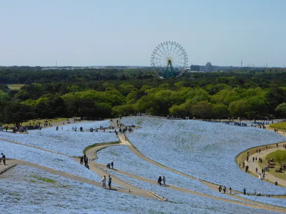 Hitachi Seaside Park (Ibaraki), photo 3