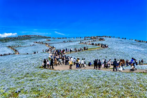 Hitachi Seaside Park (Ibaraki), photo 4