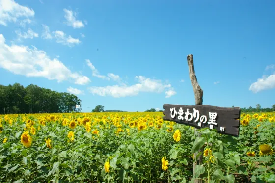Hokuryu Sunflower Village, photo 2