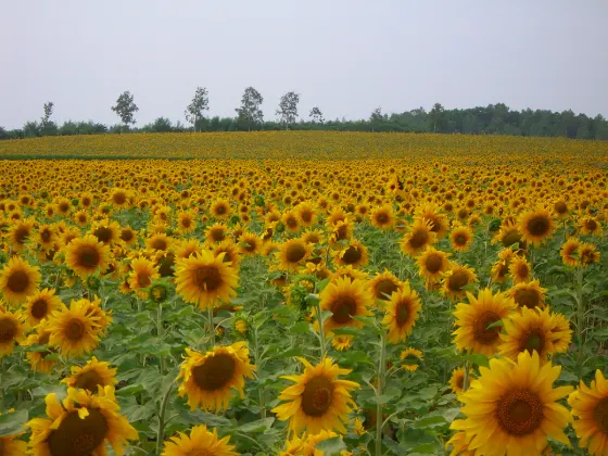 Hokuryu Sunflower Village, photo 3
