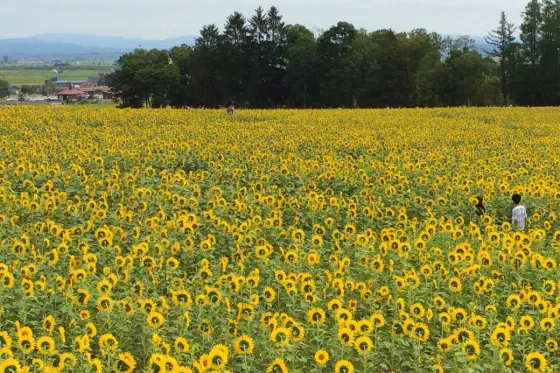 Hokuryu Sunflower Village, photo 4