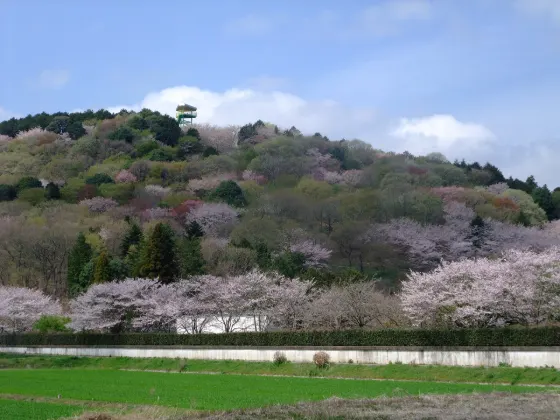 Ibaraki Flower Park, photo 3