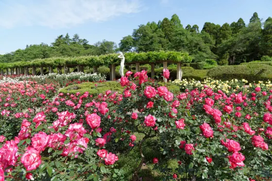 Jindai Botanical Gardens, photo 3