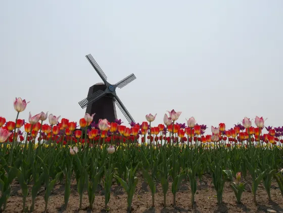 Kamiyubetsu Tulip Park, photo 2