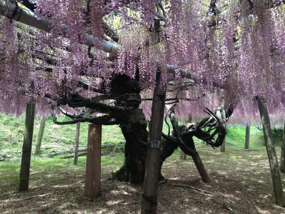 Kawachi Wisteria Garden (Fukuoka), photo 2