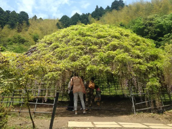 Kawachi Wisteria Garden (Fukuoka), photo 3