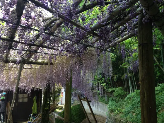 Kawachi Wisteria Garden (Fukuoka), photo 4