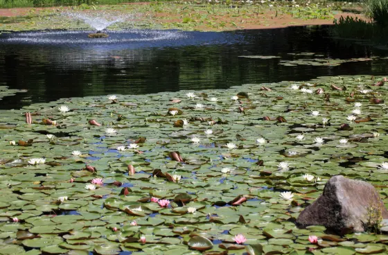 Keisei Rose Garden (Chiba), photo 2