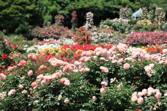 Keisei Rose Garden (Chiba), photo 3