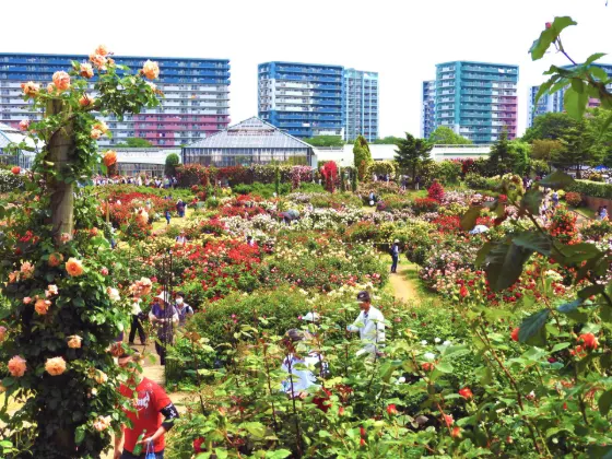 Keisei Rose Garden (Chiba), photo 4