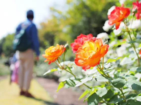 Keisei Rose Garden, photo 2