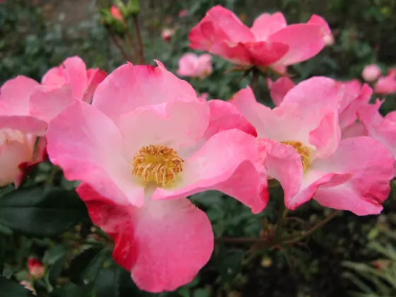Keisei Rose Garden, photo 4