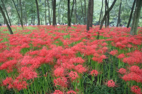 Kinchakuda Manjushage Park, photo 2