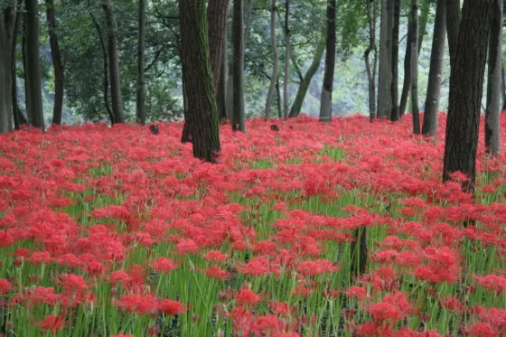 Kinchakuda Manjushage Park, photo 3