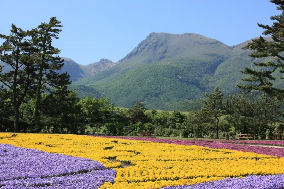Kuju Flower Park (Oita), photo 3