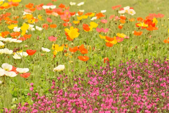 Kuju Flower Park (Oita), photo 4