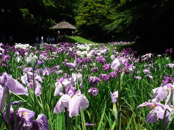 Meiji Jingu Inner Garden, photo 2