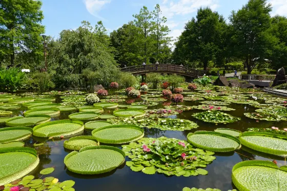 Mizunomori Water Botanical Garden (Shiga), photo 2