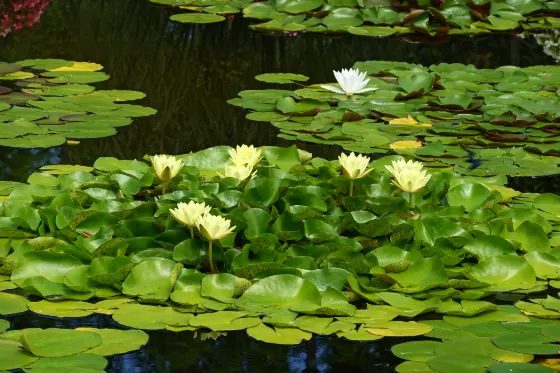 Mizunomori Water Botanical Garden (Shiga), photo 3