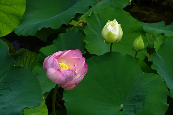 Mizunomori Water Botanical Garden (Shiga), photo 4