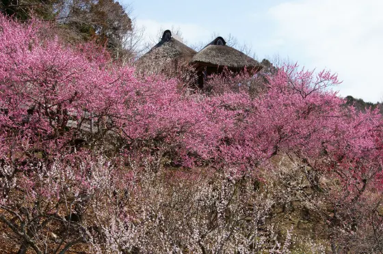Mt. Tsukuba Plum Blossom Garden, photo 2