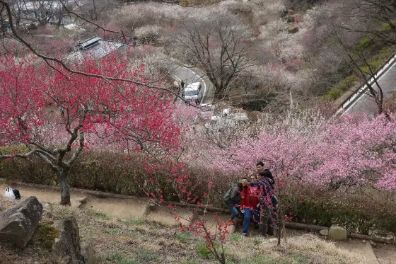 Mt. Tsukuba Plum Blossom Garden, photo 3