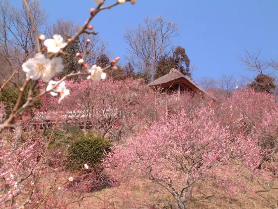 Mt. Tsukuba Plum Blossom Garden, photo 4