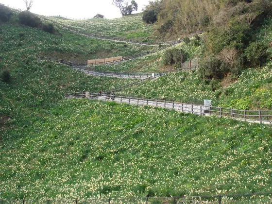 Nada-Kuroiwa Narcissus Field, photo 2