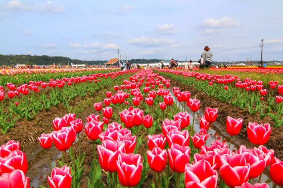 Sakura Furusato Hiroba, photo 3