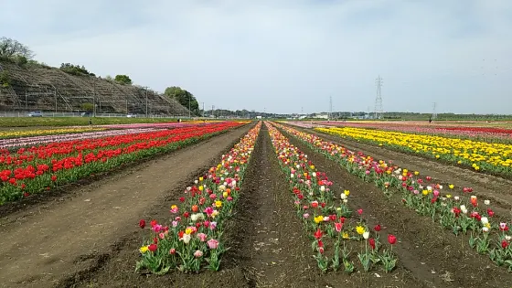 Sakura Furusato Hiroba, photo 4