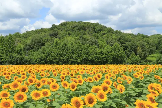 Sera Kogen Farm (Hiroshima), photo 2