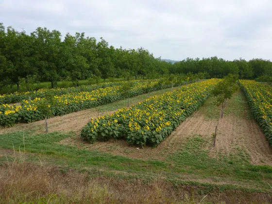 Sera Kogen Farm (Hiroshima), photo 3