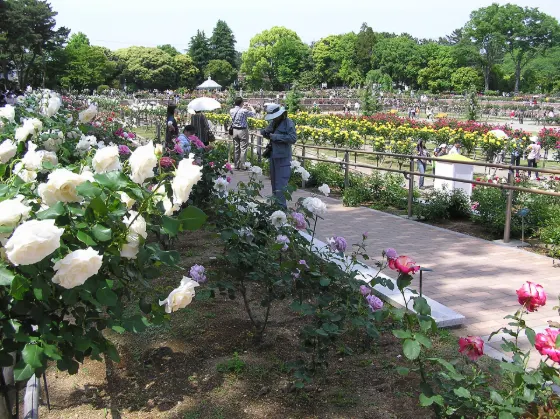 Shikishima Park Rose Garden, photo 2