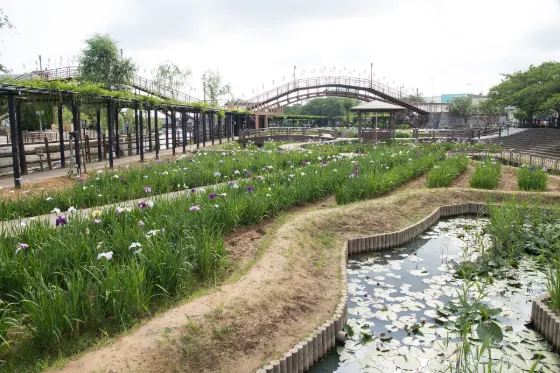 Suigo Itako Ayame Garden, photo 2