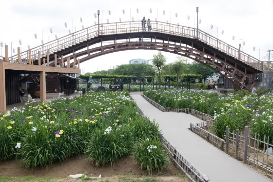 Suigo Itako Ayame Garden, photo 3