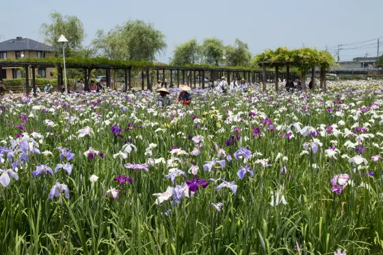 Suigo Itako Ayame Garden, photo 4