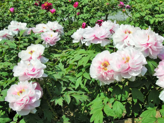 Sukagawa Peony Garden, photo 2