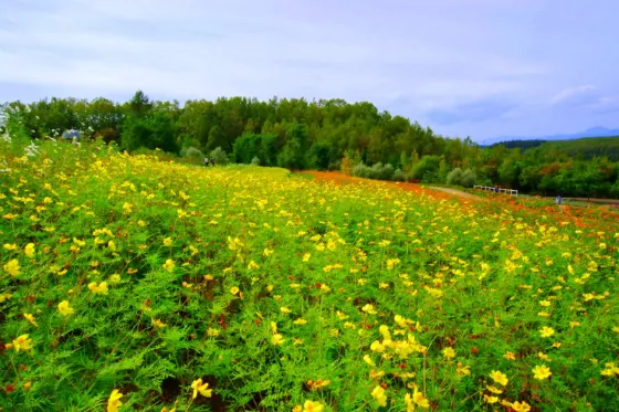 Takino Suzuran Hillside Park, photo 3