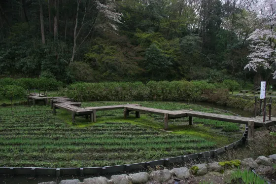 Utatsuyama Iris Garden, photo 2