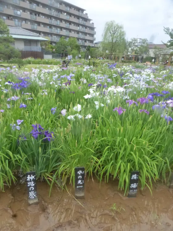 Horikiri Iris Garden, photo 2