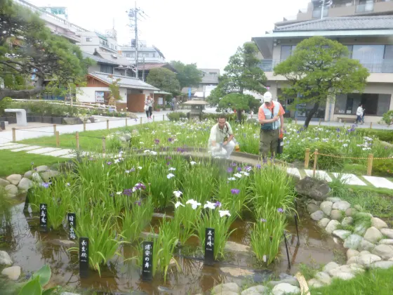 Horikiri Iris Garden, photo 3