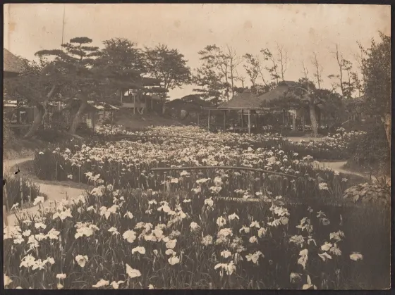 Horikiri Iris Garden, photo 4