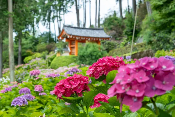 Mimuroto-ji Temple, photo 2
