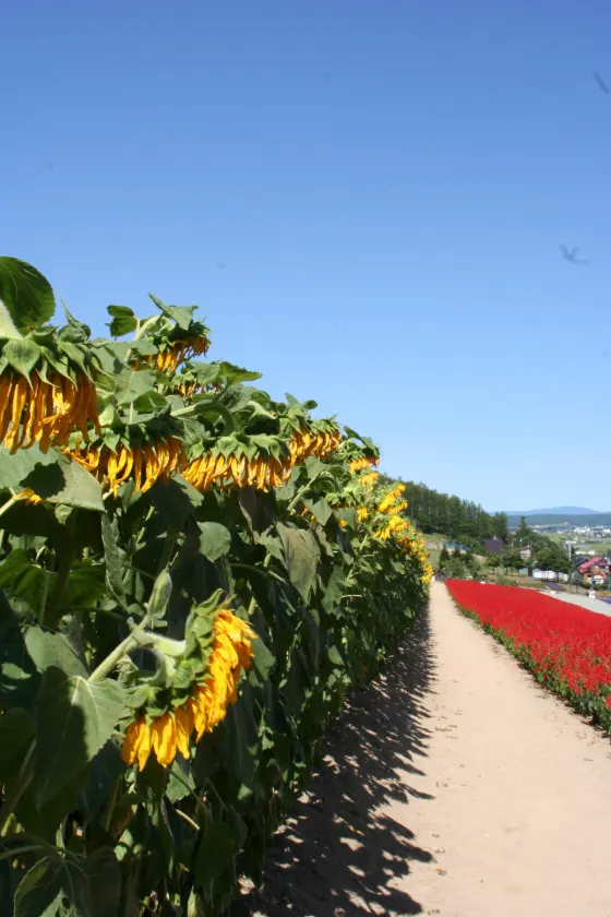 Hokuseiyama Lavender Park, photo 2