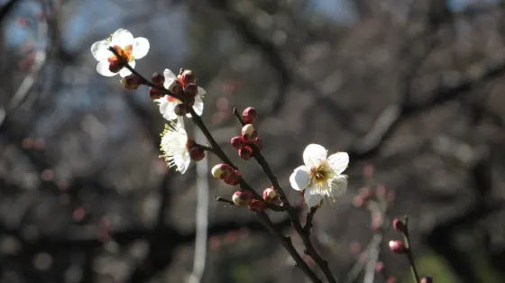 Koishikawa Korakuen, photo 2