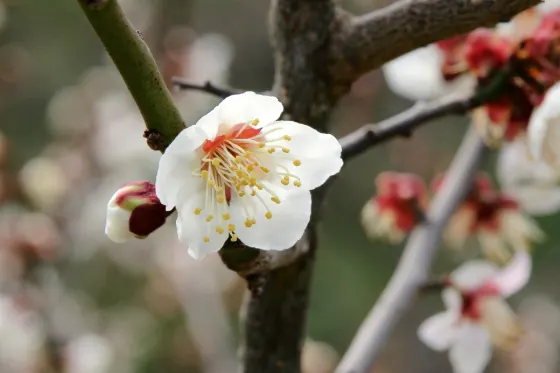 Minabe Bairin, photo 2