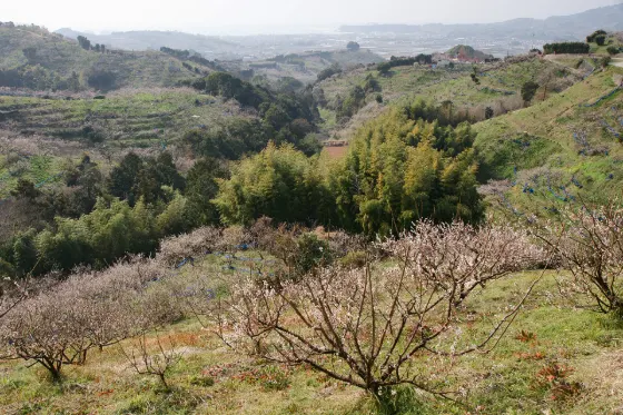 Minabe Bairin, photo 3